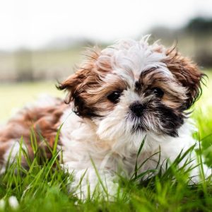 Pet deodorizing spray 500ml - professional deodorant