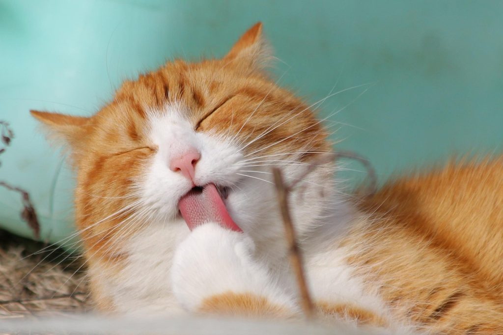 Cat Chin Blackhead Cleaning Wipes for Cats