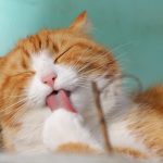 Pet Dental Finger Wipes Pouch – Fresh Breath for Dogs & Cats