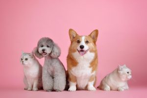 Pet Dish Wash Mousse – Gentle Cleaner for Pet Bowls