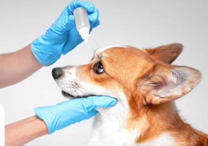 pet ear drops