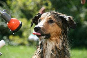A cute wet dog enjoying a bath with a garden hose outside on a sunny day.