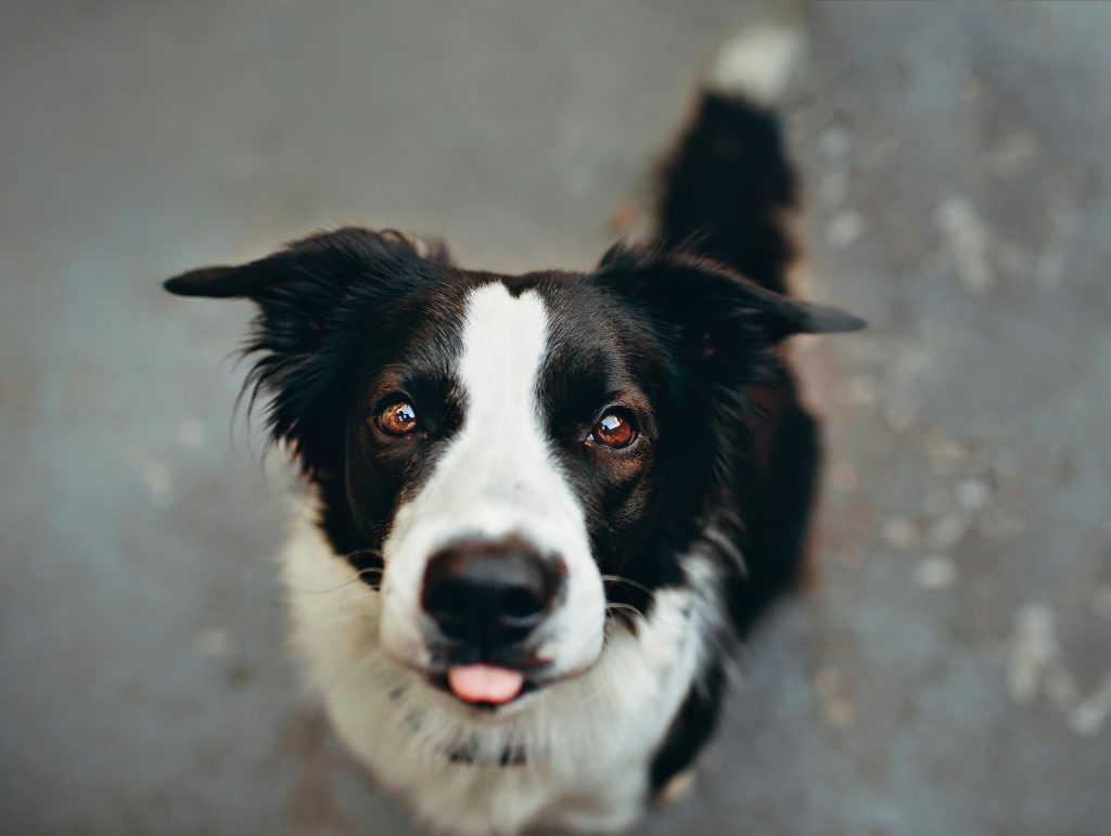 Close-up of a young border collie looking up with bright eyes and tongue out, captured with natural lighting.