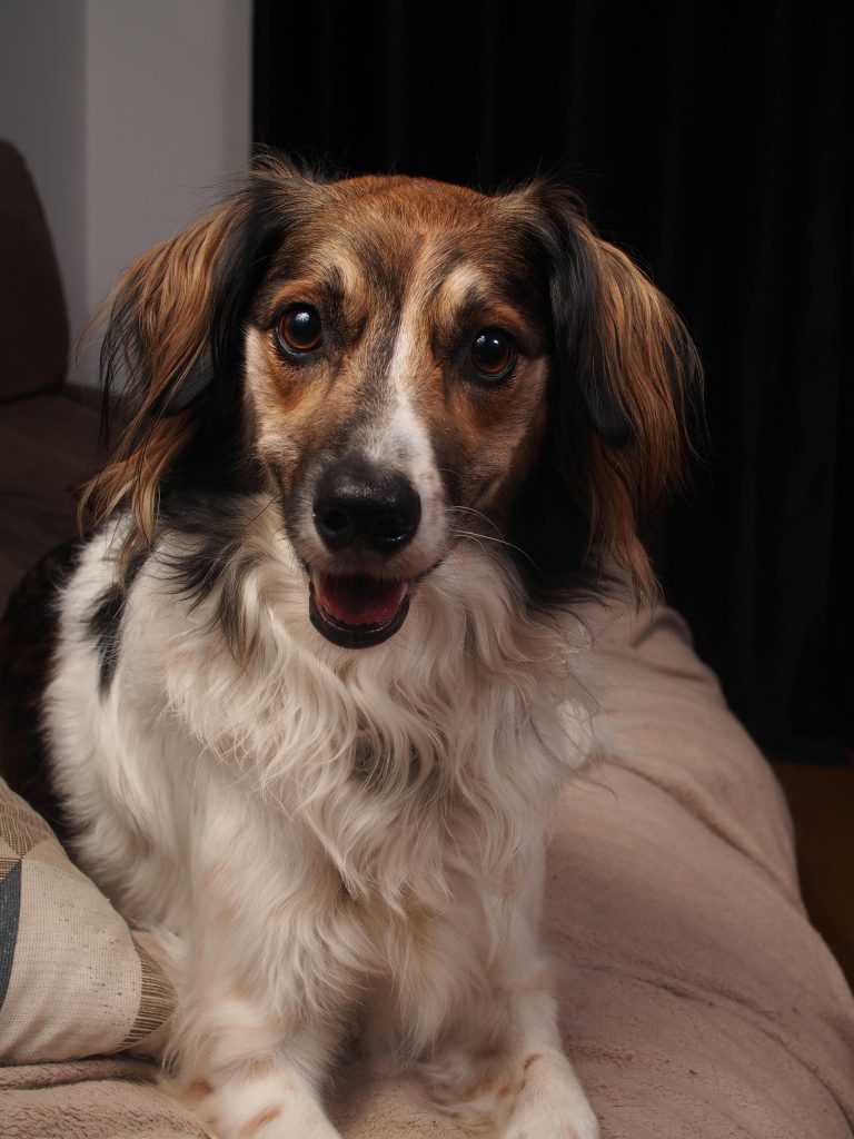 Natural Rinse-Free Pet Grooming Gloves Deodorizing Wipes