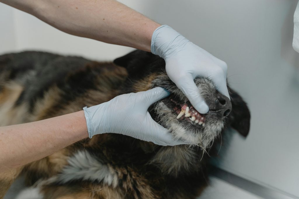 Close-up of a veterinarian examining a dog's teeth during a dental checkup.
