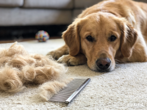 dog matted hair