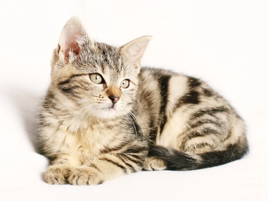 Why Are Cat Treats So Important?