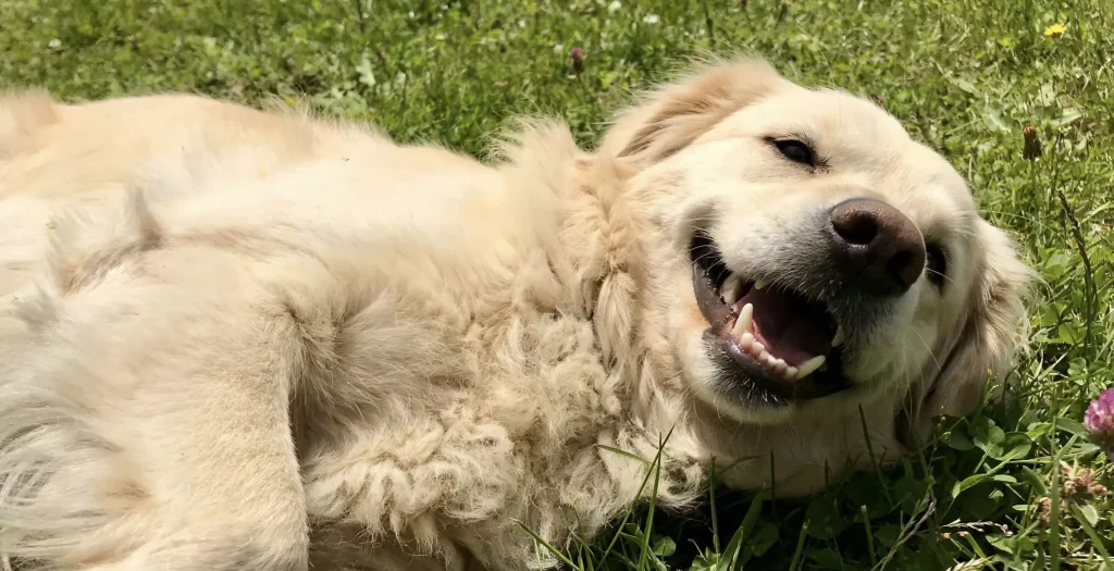 dog's teeth health