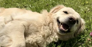 dog's teeth health