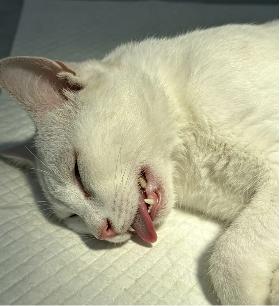 cat’s teeth and gums