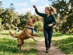How Do You Clean a Dog’s Ears?