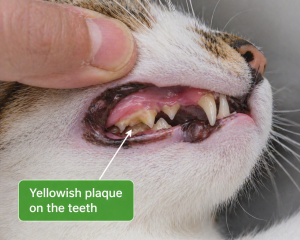 severe cat tartar