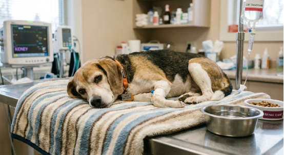 Bad Breath and Kidney Disease in Dogs