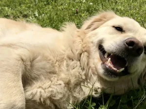 how to keep dog teeth healthy