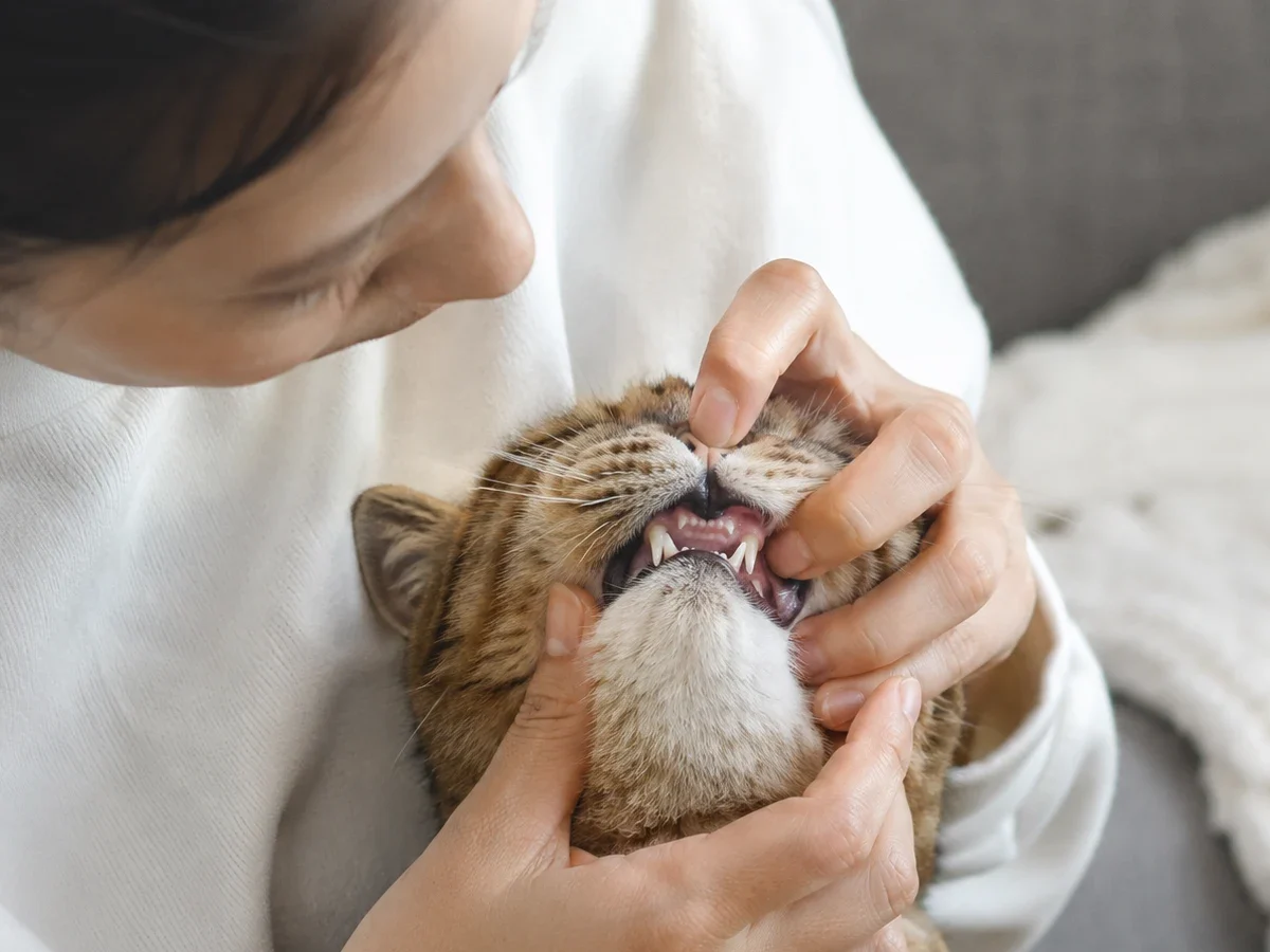 The oral health of cats