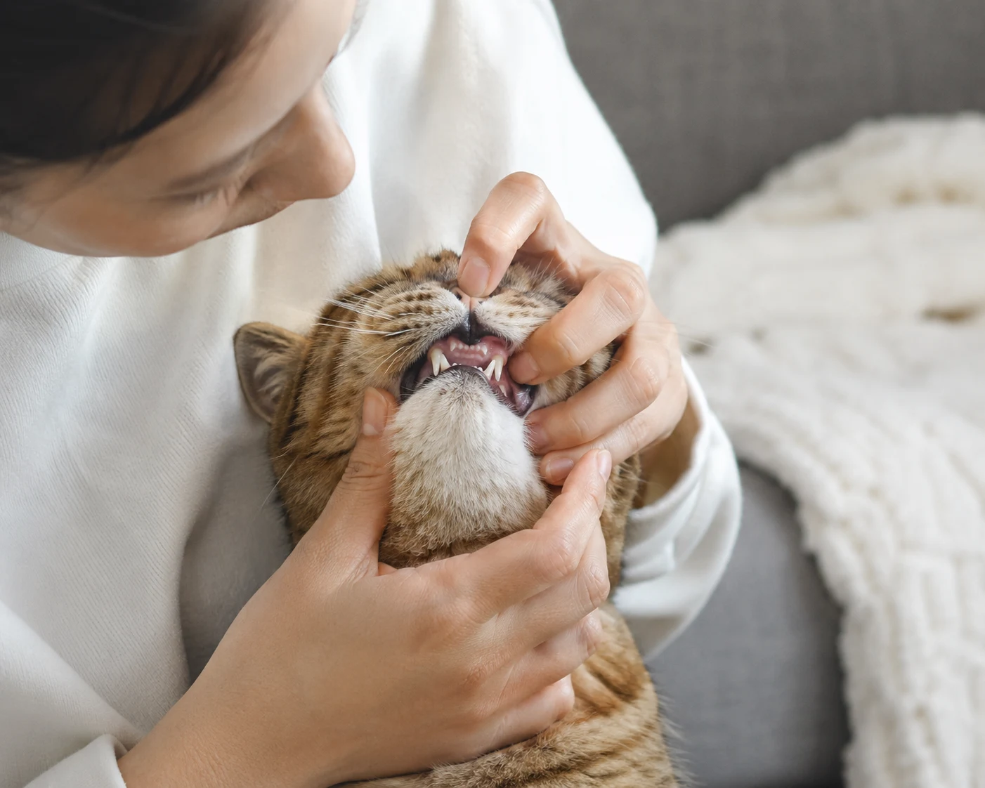 The oral health of cats