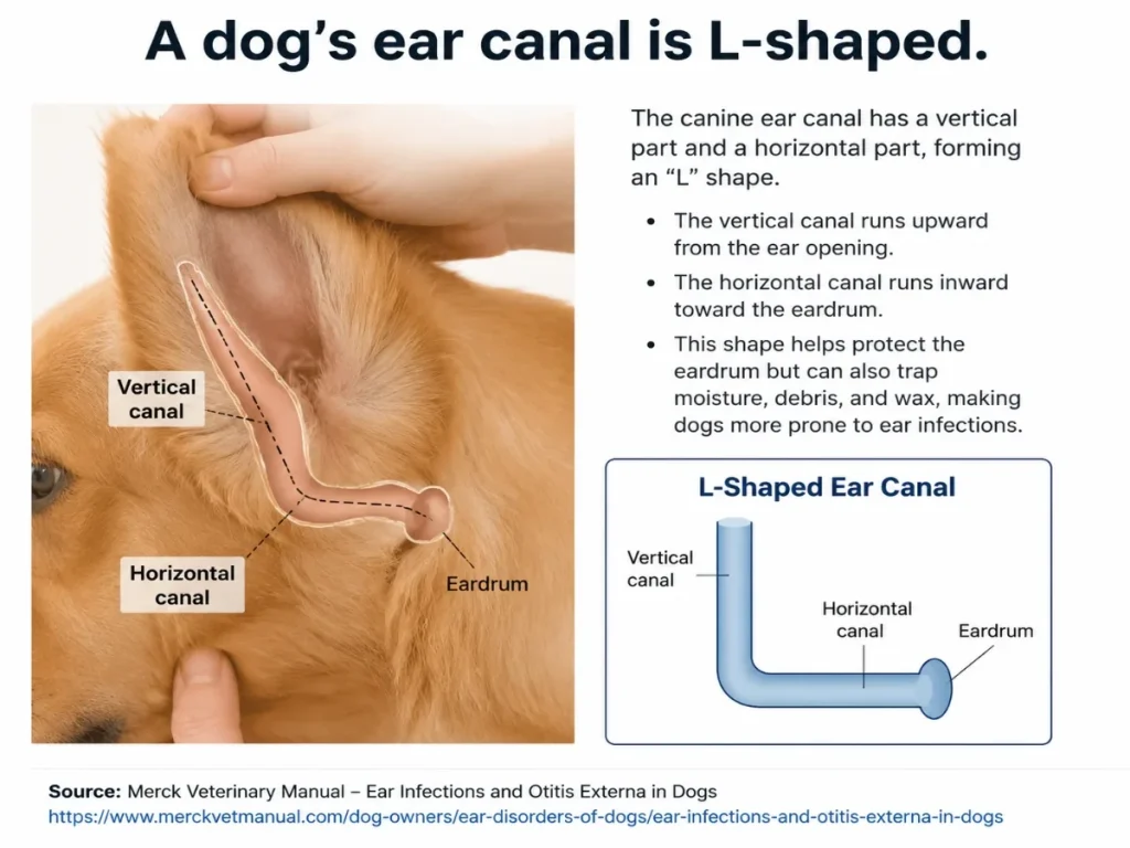 a dog's ear canal is L-shaped