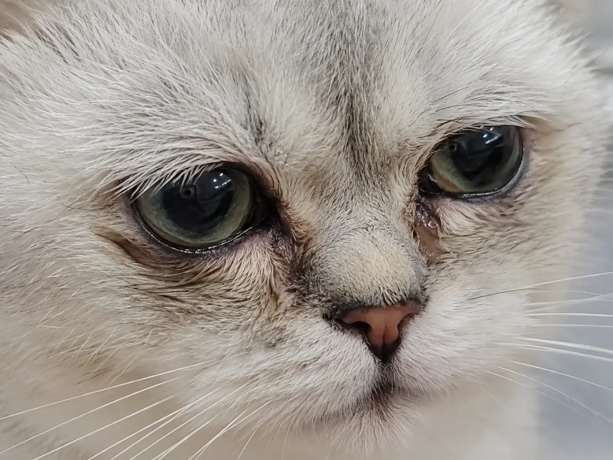 cat eye wipes
