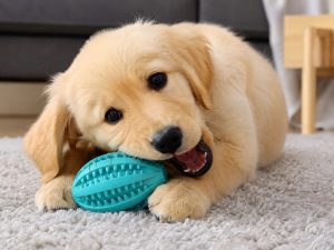 dog dental cleaning toys
