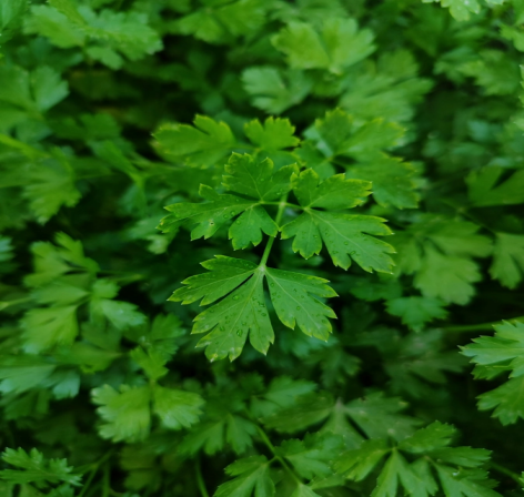 Flat-leaf parsley