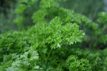 Parsley