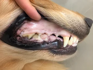 Pale Gums in Dogs