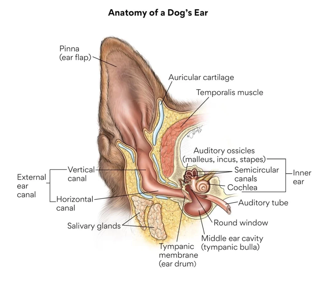 Diagram of a dog's L-shaped ear canal anatomy showing the vertical and horizontal ear canal