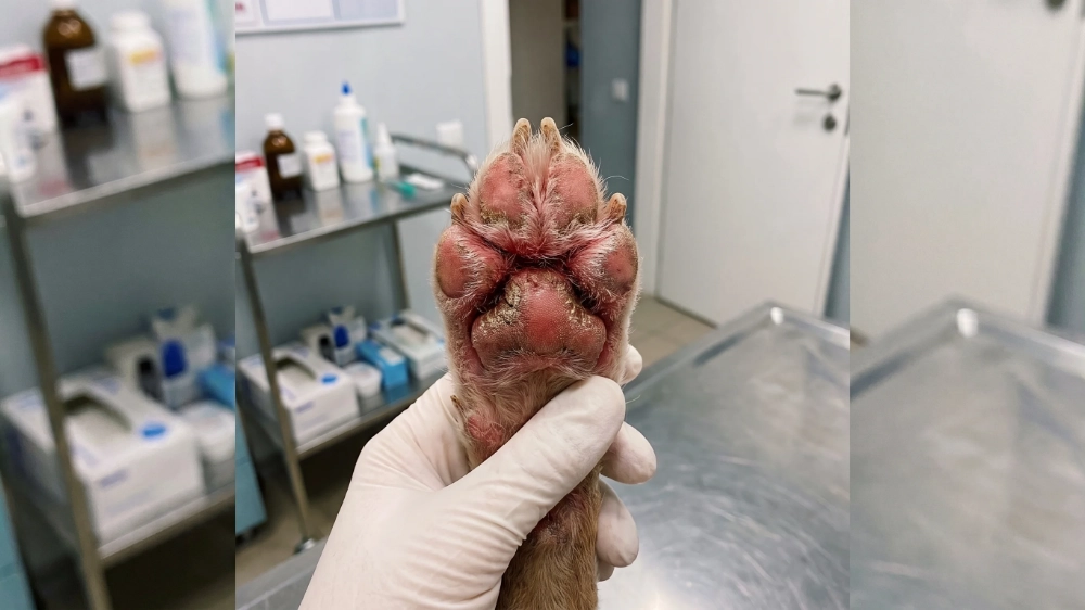 Dog paw yeast infection: The skin of dog paw is raw, broken, bleeding, or giving off a foul, overwhelming odor. 