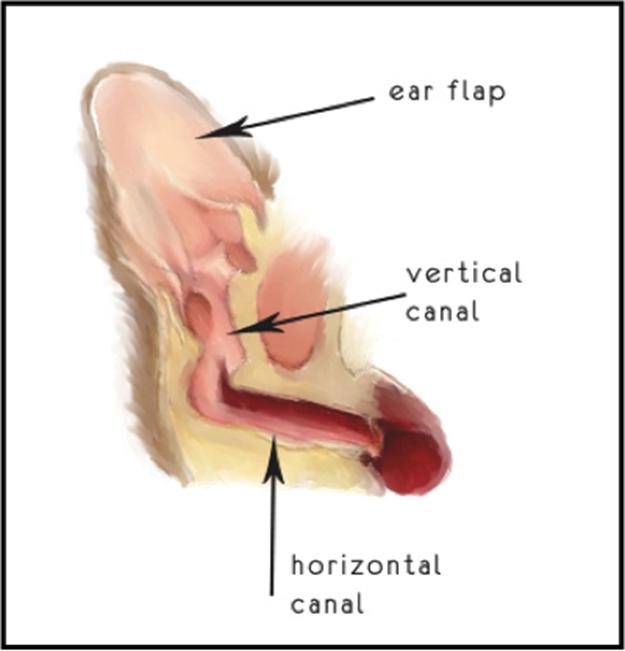 Anatomy diagram of a canine L-shaped canal to explain how to clean dog's ears safely.