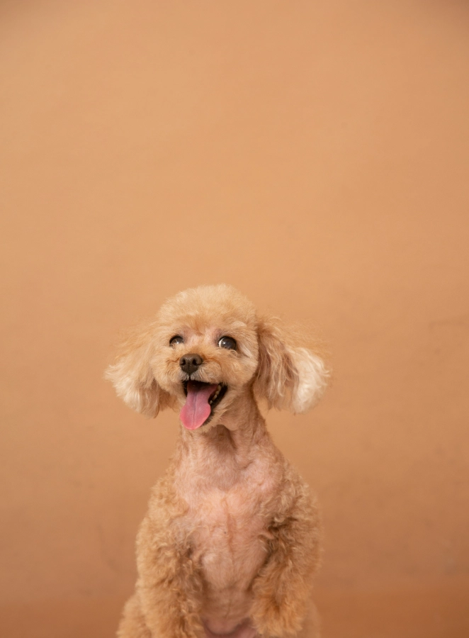 Toy & Miniature Poodle / Doodles