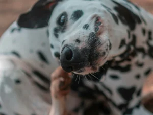 best dog food for allergies