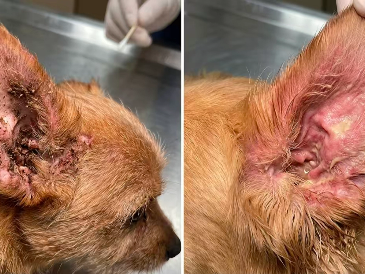 ear mites vs ear infection in dogs