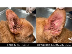 ear mites vs. ear infection in dogs