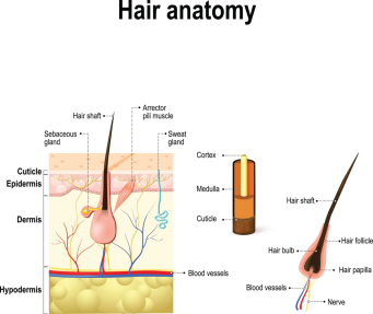 hair anatomy