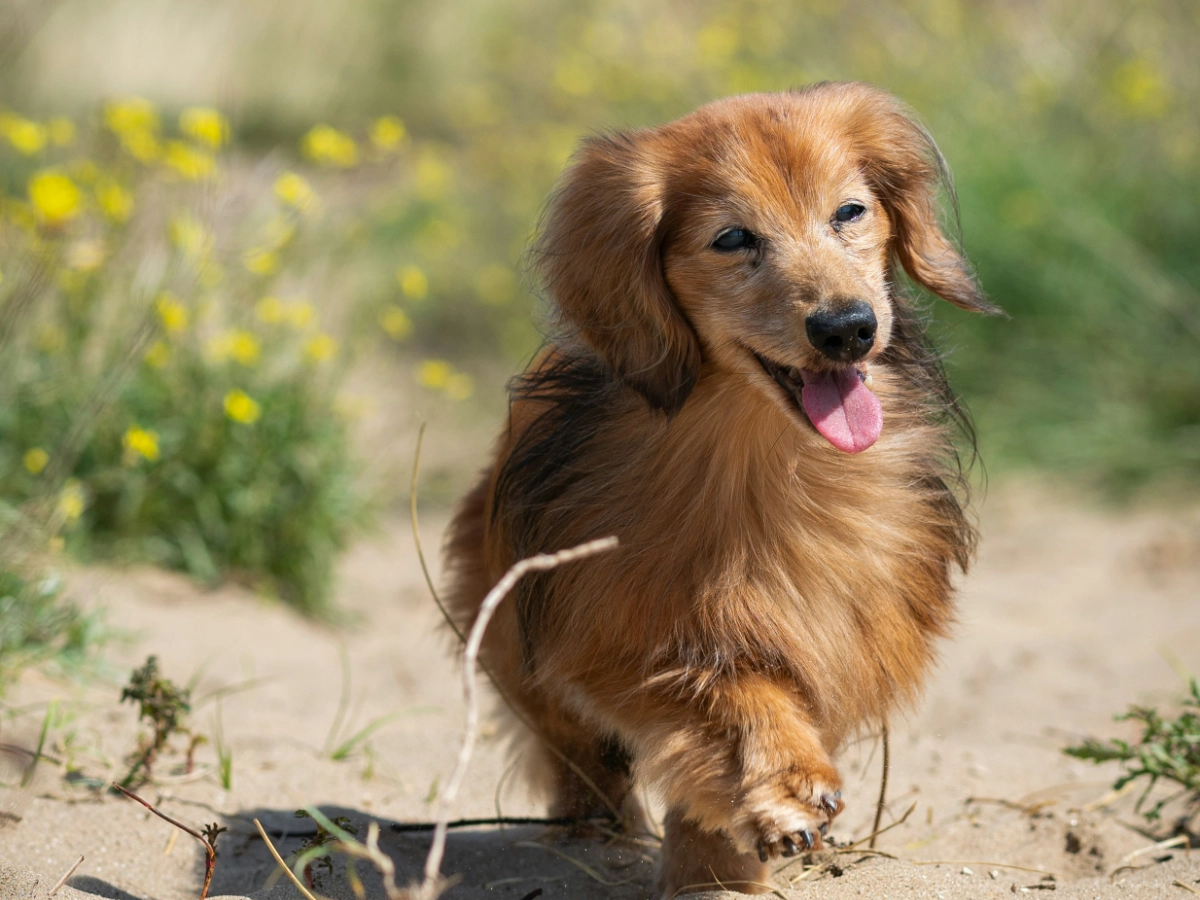 long-haired dachshund