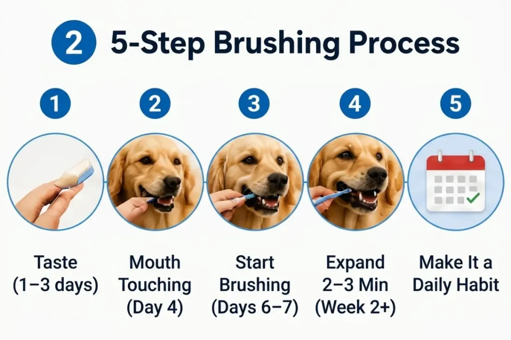 dog teeth cleaning at home step by step routine