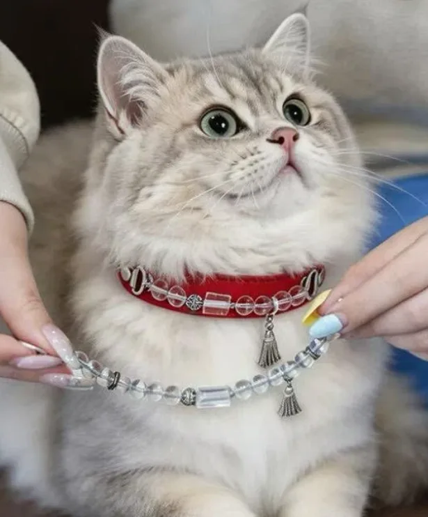 cat's collar