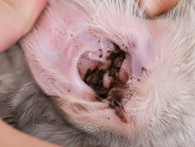 ear mites