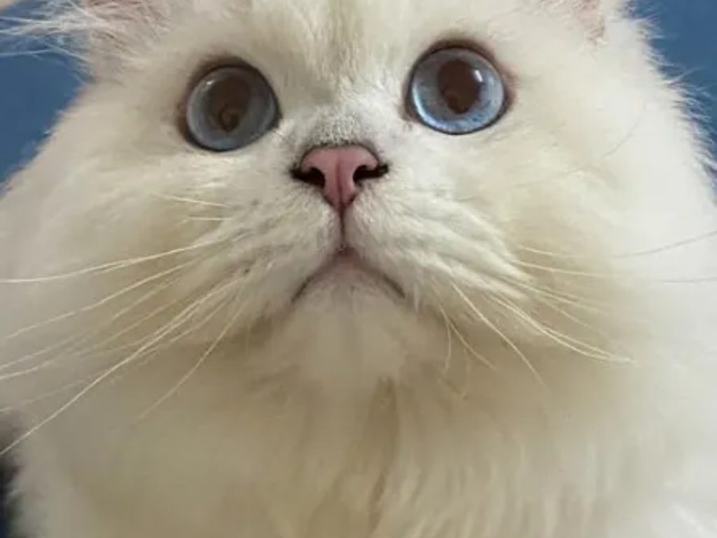 how do you get rid of matted cat hair