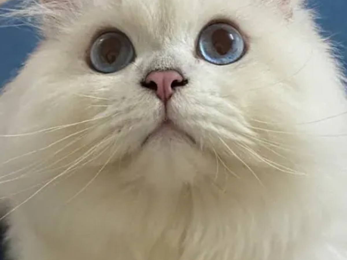 how do you get rid of matted cat hair