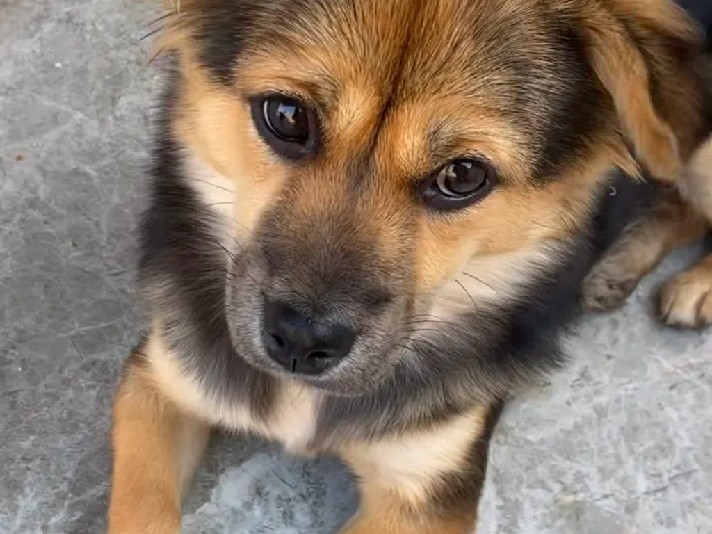 how to use dog paw cleaner