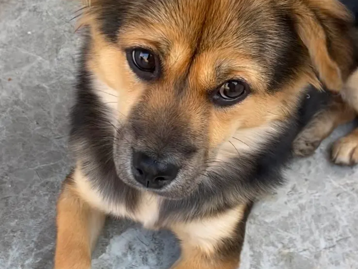 how to use dog paw cleaner