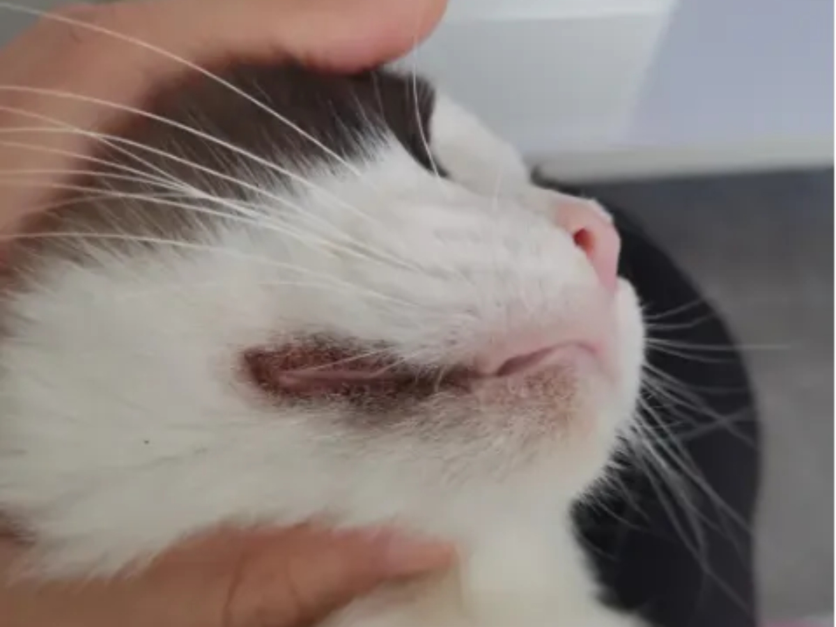 cat chin blackheads