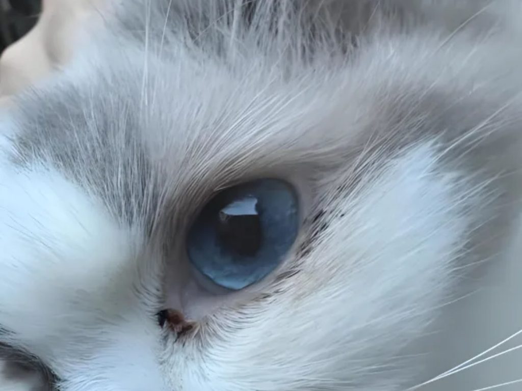 how to clean cat eyes