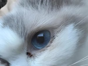 how to clean cat eyes