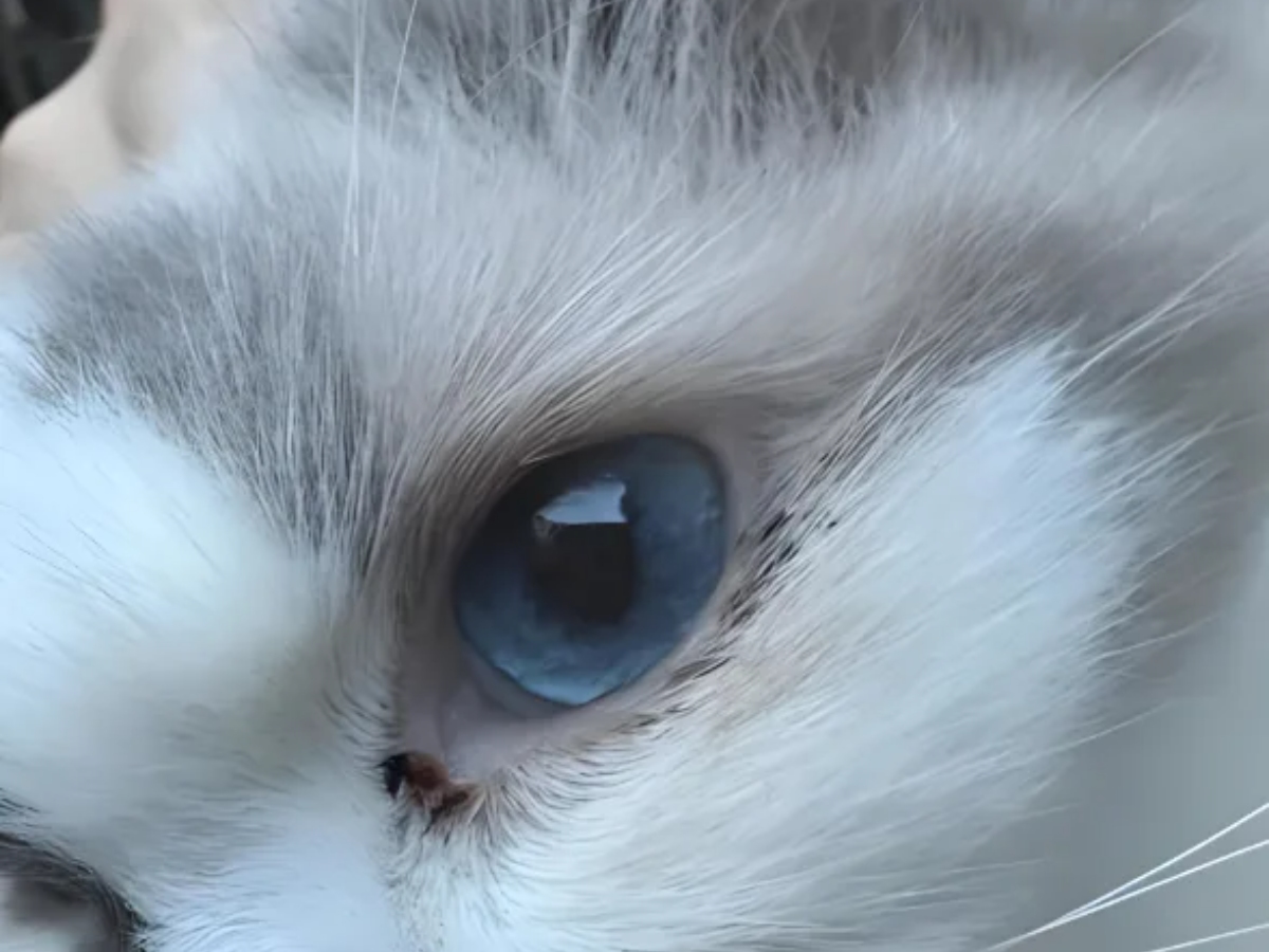 how to clean cat eyes