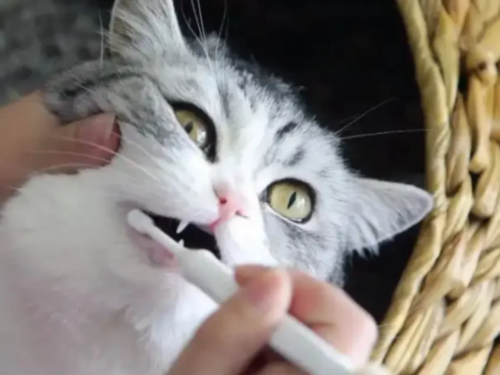 how to clean cat teeth at home