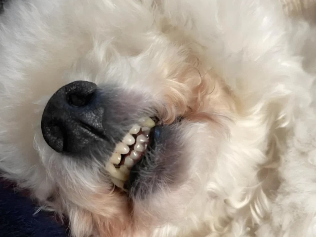 how to clean dog teeth without brushing