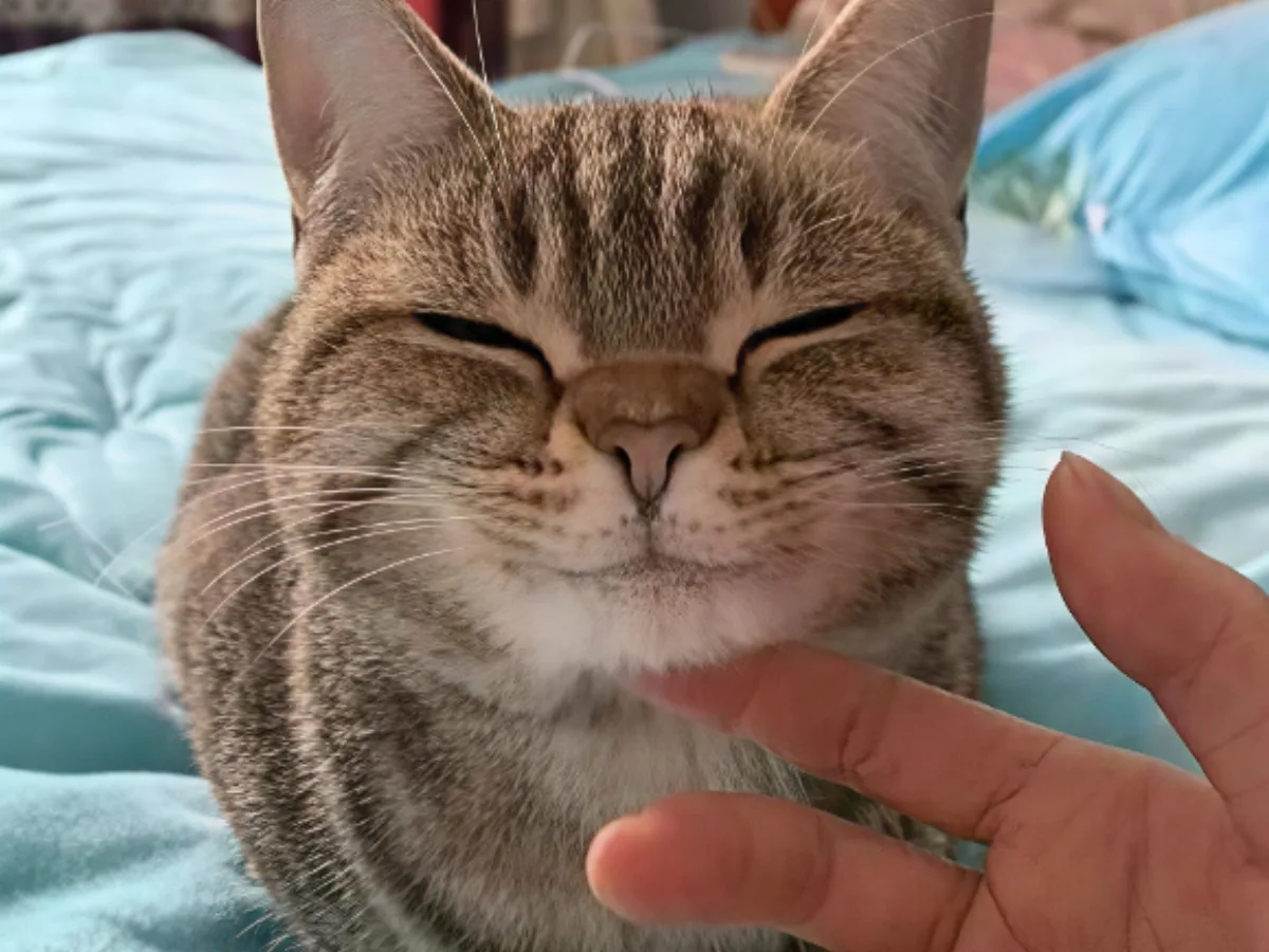 How to make a cat happy