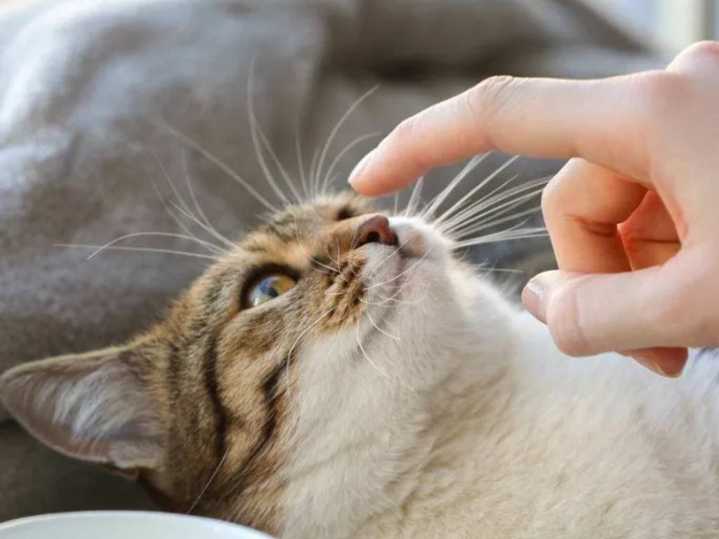 how to train a cat
